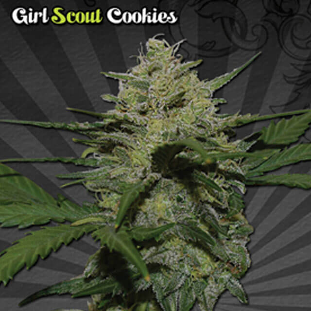Buy Original Sensible Seeds  Girl Scout Cookies Auto FEM