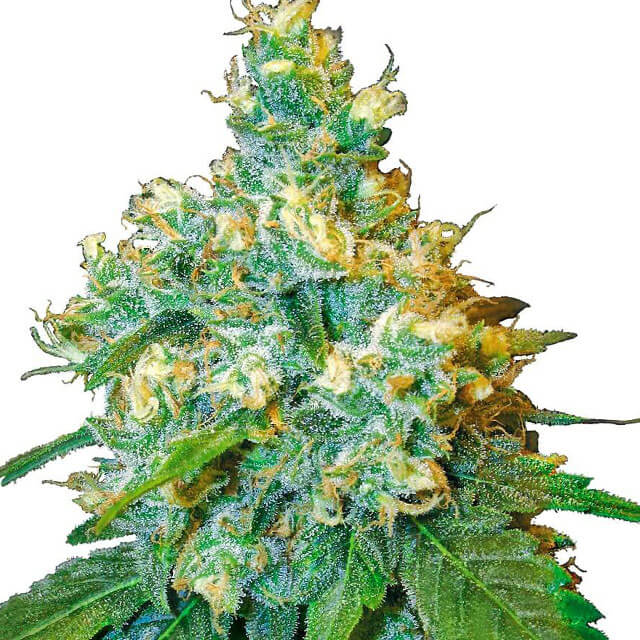 Buy Sensi Seeds Jack Herer FEM