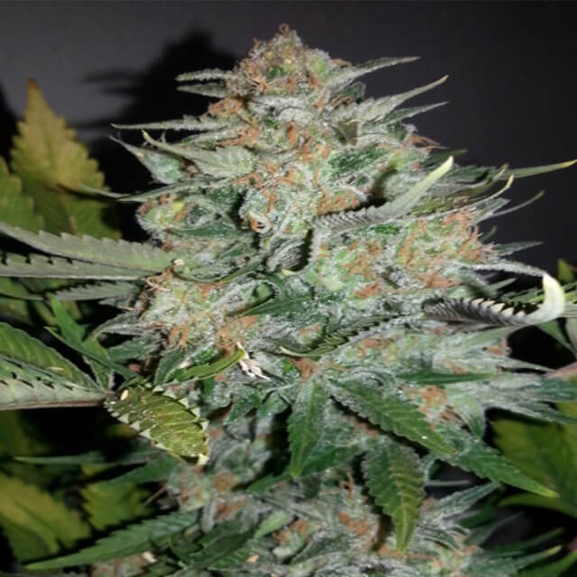 Buy Original Sensible Seeds  Auto Pain No More FEM