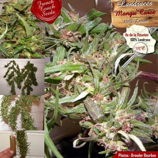 Buy Original Sensible Seeds  Mangu Karot REG