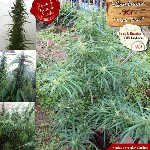 Buy Original Sensible Seeds  K1 REG