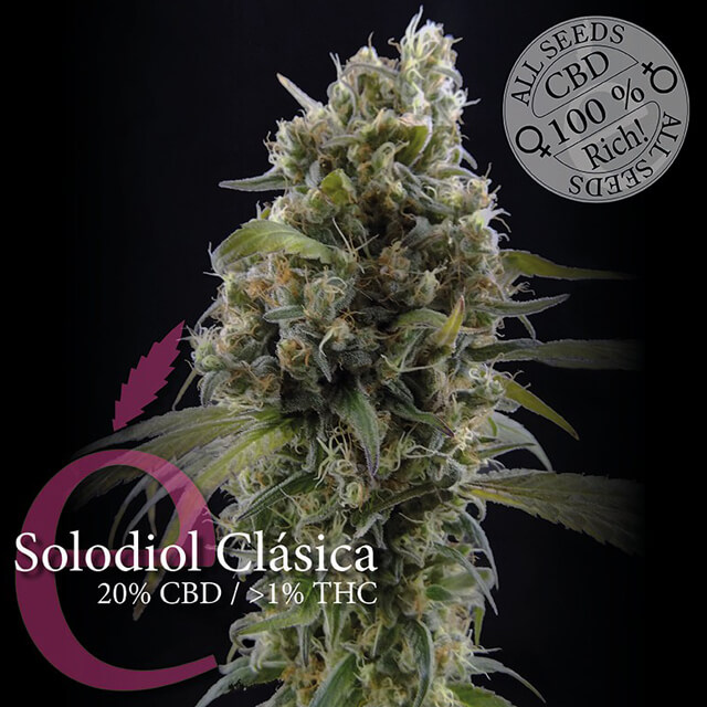 Buy Original Sensible Seeds  Solodiol CBD FEM