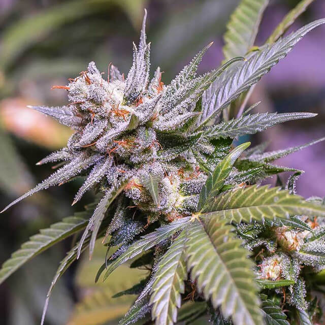 Buy Original Sensible Seeds  Lemon Stilton REG