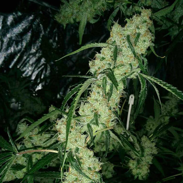 Buy Original Sensible Seeds  Nepali Queen REG