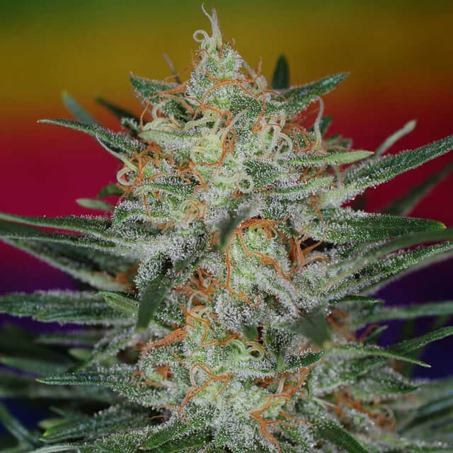 Buy Original Sensible Seeds  Scarlet Queen REG