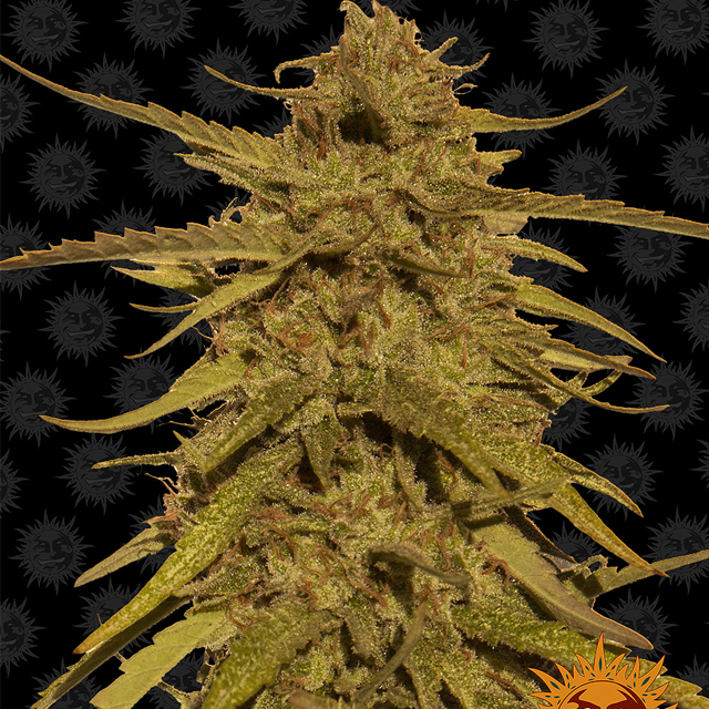 Buy Barneys Farm Seeds Pineapple Haze REG