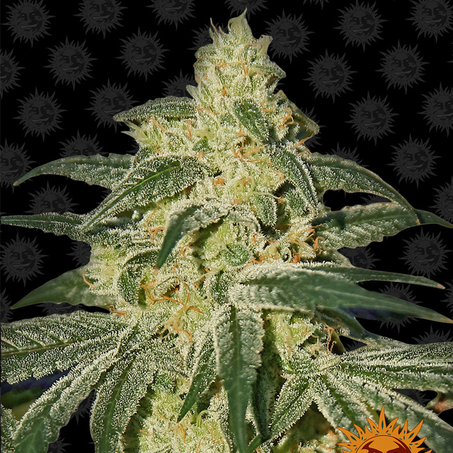 Buy Barneys Farm Seeds Afghan Hash Plant REG