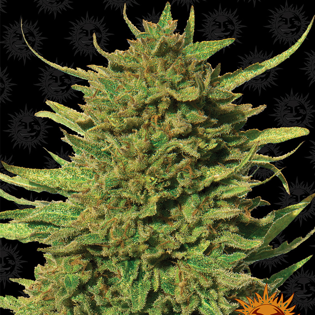 Buy Barneys Farm Seeds Critical Kush REG