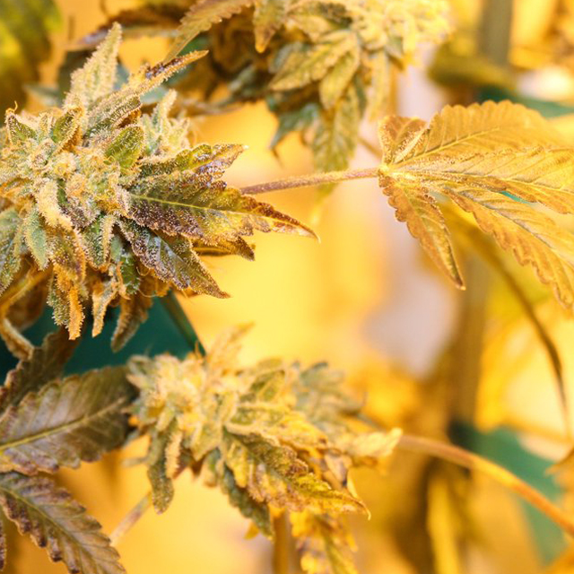 Buy Original Sensible Seeds  Key Lime Pie REG