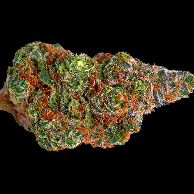 Buy Original Sensible Seeds  Night Crawler OG FEM