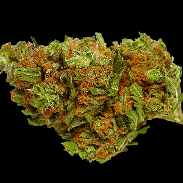 NEW ! Top Shelf Elite Seeds now in stock Original Seeds Store