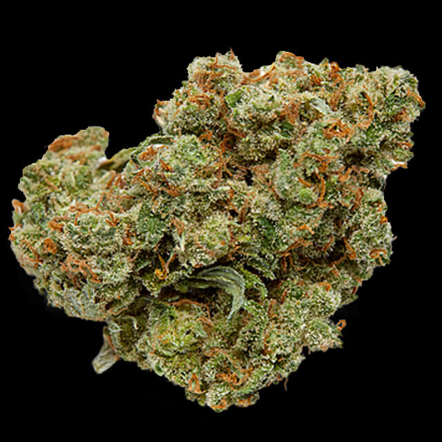 Buy Original Sensible Seeds  Auto Glue Dream FEM