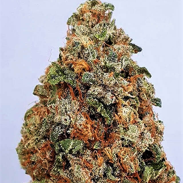 Buy Big Head Seeds Dogstar Dawg FEM