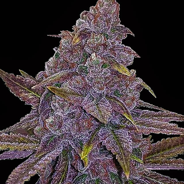 Buy Big Head Seeds Sherbert Dab FEM