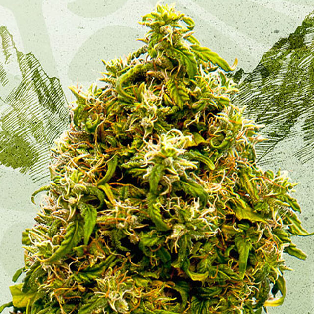 Buy Kannabia Seeds Swiss Dream CBD FEM