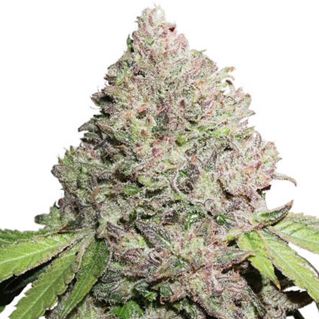 Buy Dutch Passion Seeds CBD Charlottes Angel FEM