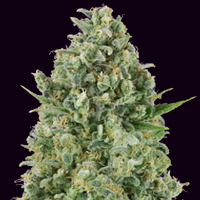 Buy 00 Seeds Critical Poison FEM