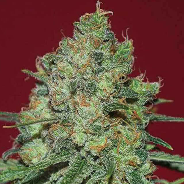Buy Original Sensible Seeds  Clinical White CBD FEM