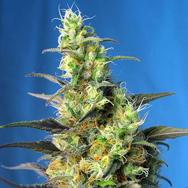 Buy Sweet Seeds Ice Cool CBD FEM