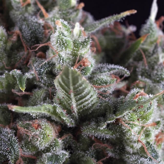 Buy Pyramid Seeds Olympia FEM