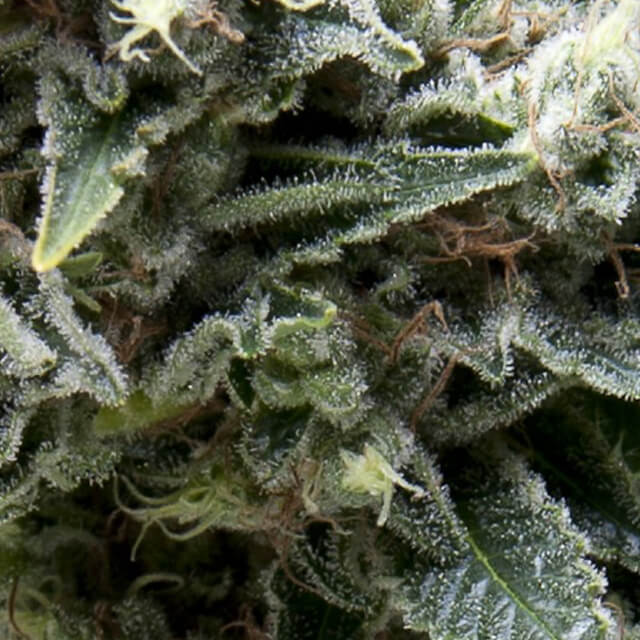 Buy Pyramid Seeds Auto New York City CBD FEM