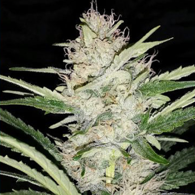 Buy Original Sensible Seeds  Skywalker Auto FEM