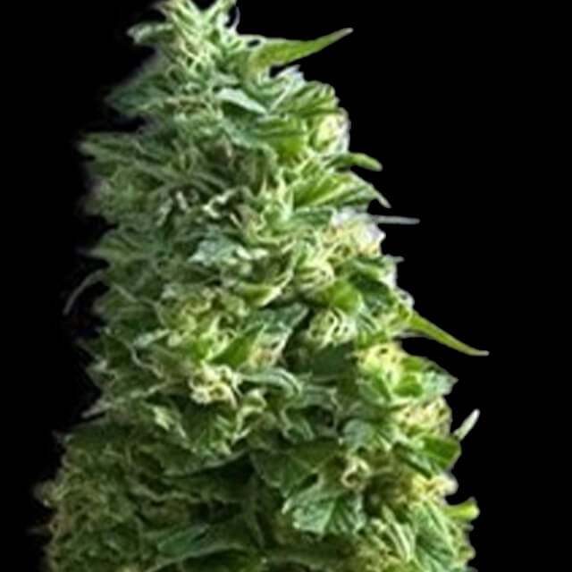 Buy Bulk Seed Bank Lime Skunk FEM