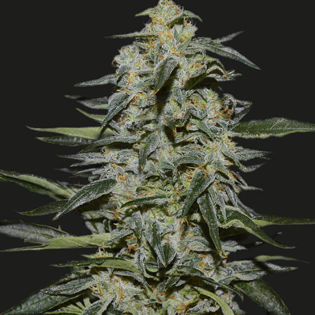 Buy Original Sensible Seeds  Katyusha FEM