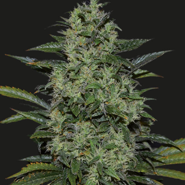 Buy Original Sensible Seeds  Power Russian FEM