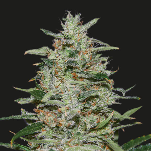 Buy Kalashnikov Seeds White Russian OG FEM