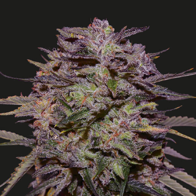 Buy Kalashnikov Seeds Purple Russian Express FEM