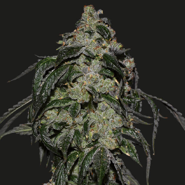 Buy Original Sensible Seeds  Soyuz OG Express FEM