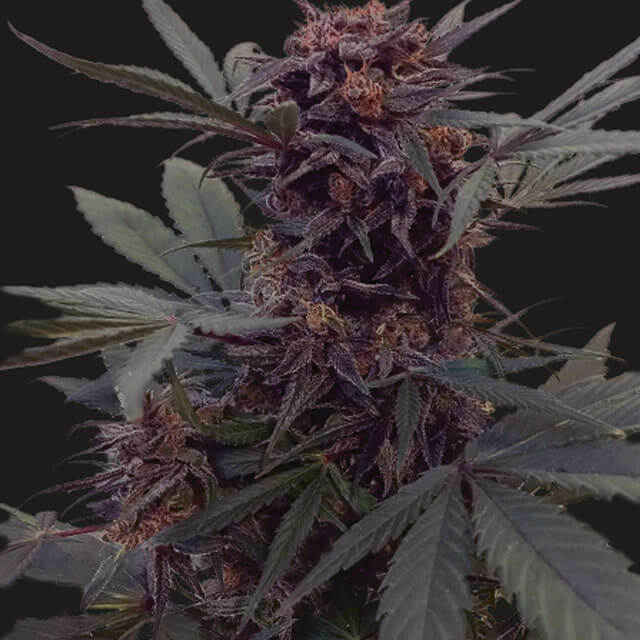 Buy Kalashnikov Seeds Black Babushka Auto FEM