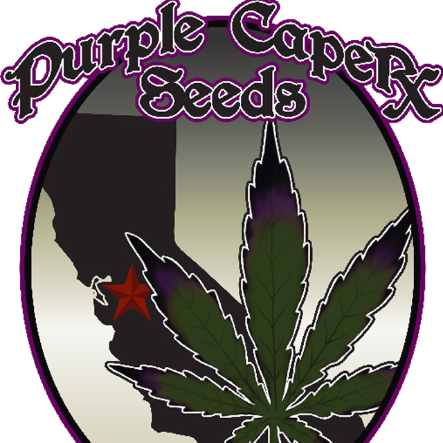 Buy Original Sensible Seeds  Flo OG REG