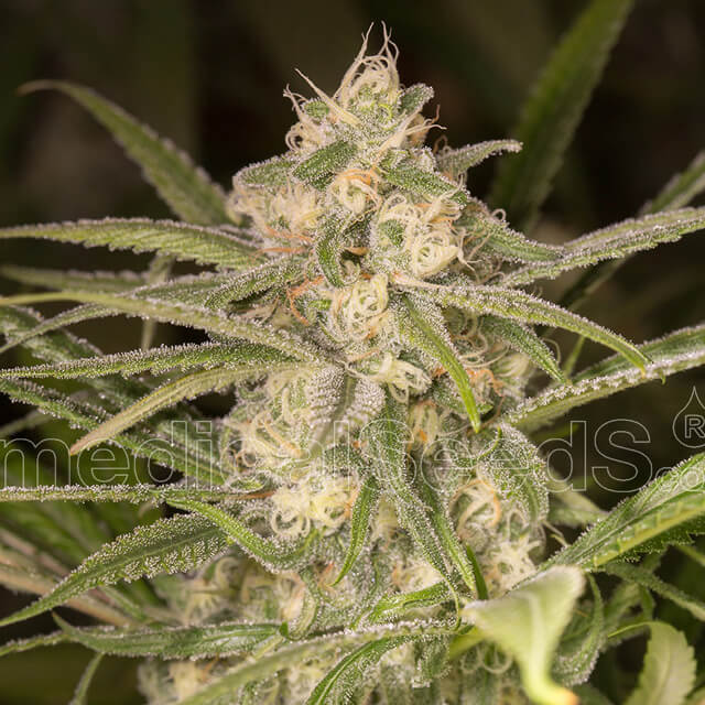 Buy Medical Seeds No Name Auto FEM