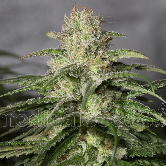 Buy Medical Seeds OG Kush CBD FEM