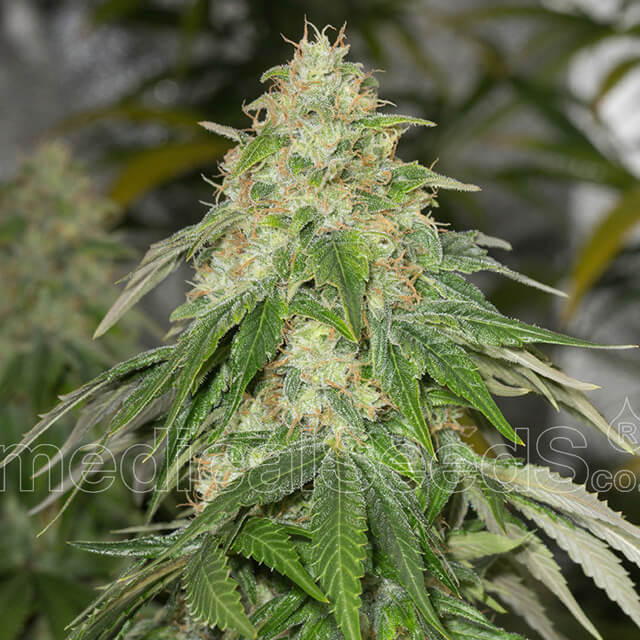 Buy Medical Seeds Some Sweet FEM