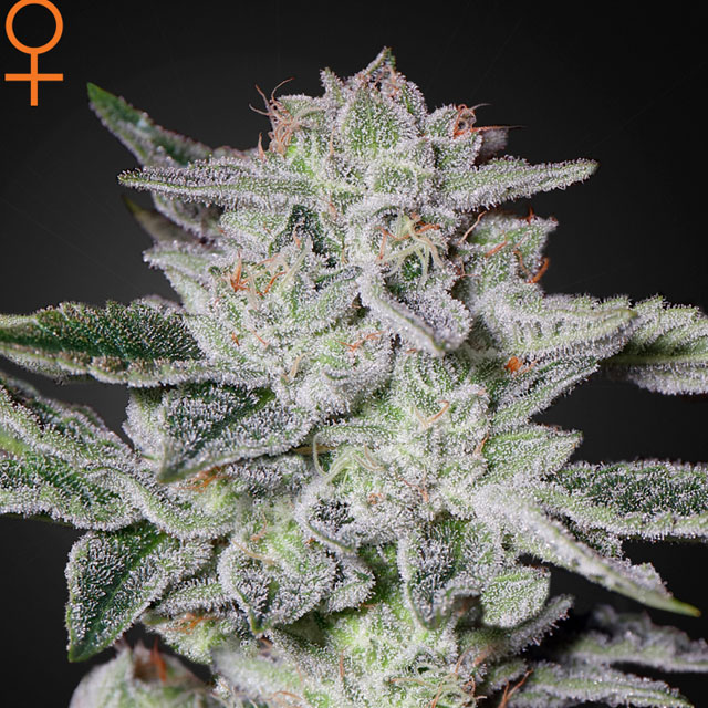 Buy Green House Seeds Sweet Valley Kush FEM