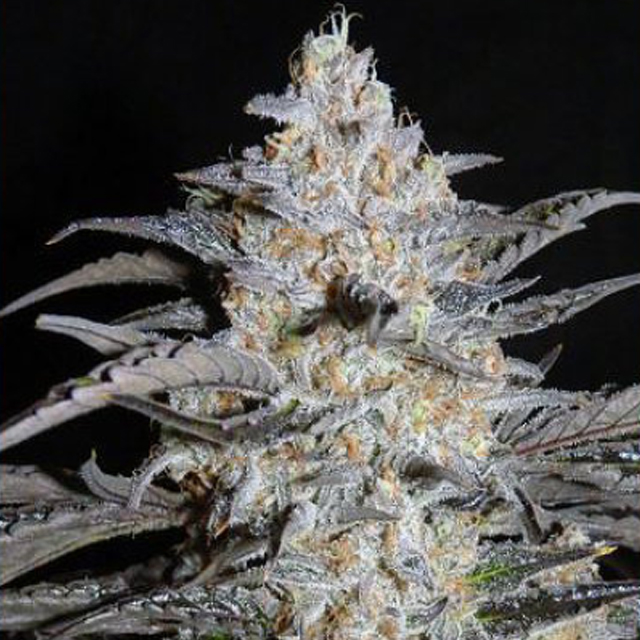Buy Original Sensible Seeds  3 Bears OG FEM