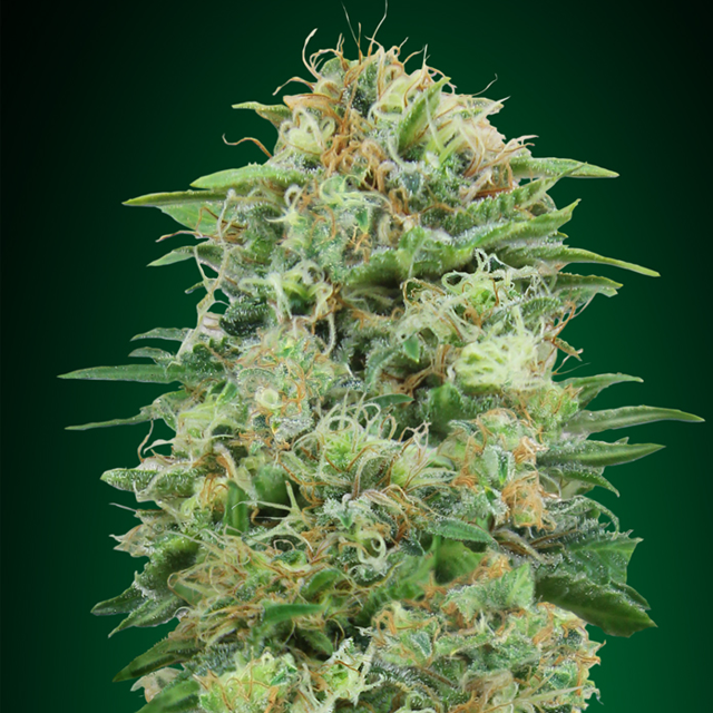 Buy 00 Seeds White Widow CBD FEM