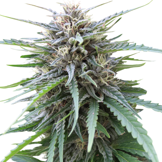 Buy Original Sensible Seeds  Frizzy Kush FEM