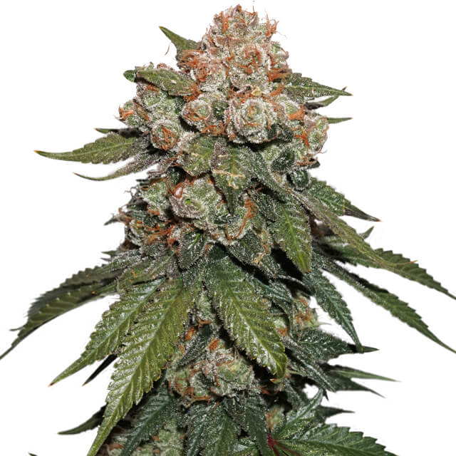 Buy Original Sensible Seeds  Maple Sherbet x Pre 89 Skunk FEM