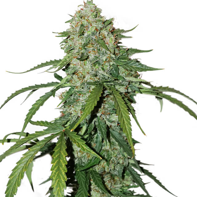 Buy Original Sensible Seeds  CBD 1:1 Silver Lime Haze Auto FEM