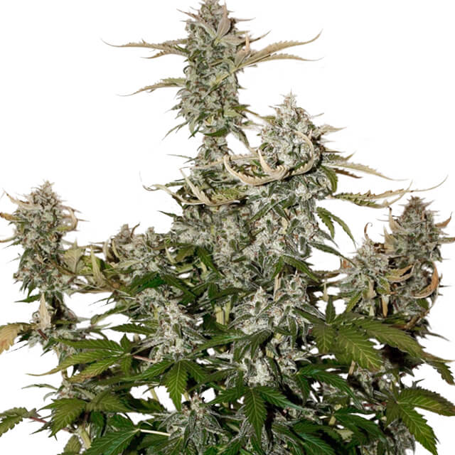 Buy Seed Stockers Seeds Candy Dawg Auto FEM