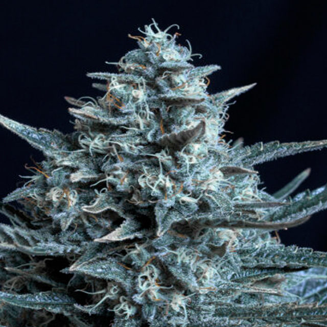 Buy Original Sensible Seeds  Blubonik FEM