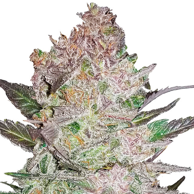 Buy Fast Buds Seeds Cream Cookies FEM