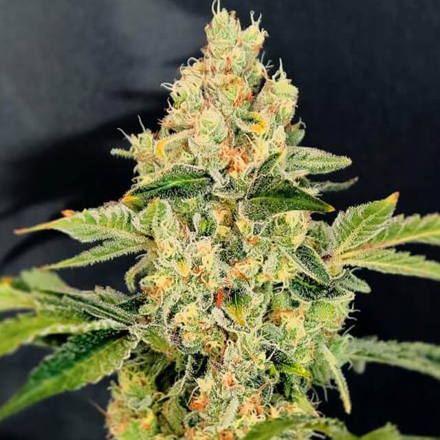 Buy Nirvana Seeds Sherbert Cookies FEM