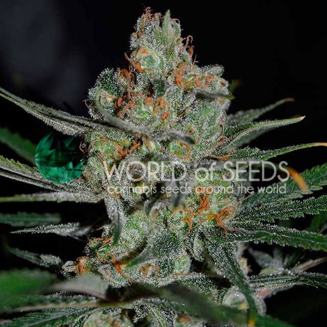 Buy World of Seeds Afghan Kush Early Harvest FEM