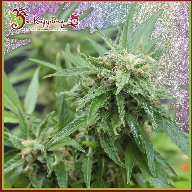 Buy Dr Krippling Seeds Blue Tease Auto FEM