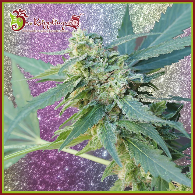 Buy Dr Krippling Seeds Mango Bubble Cloud Auto FEM